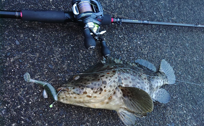 「贅沢すぎる釣り魚鍋になっちゃった！」 食材確保のロックゲームでクエにチャイロマルハタ手中