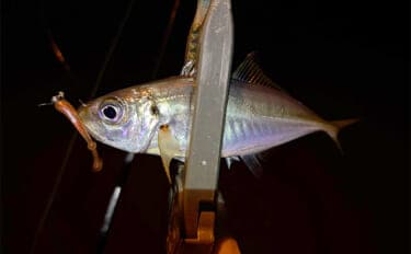 大阪南港フェリーターミナルでのアジングで12cm級「豆アジ」が入れ食い！