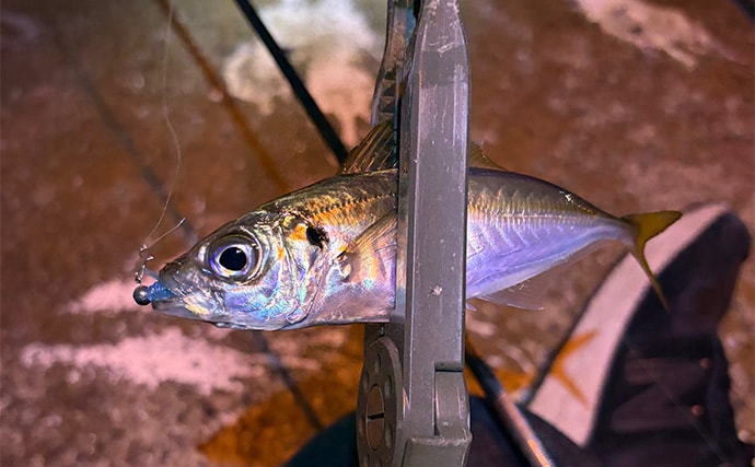 大阪南港フェリーターミナルでのアジングで12cm級「豆アジ」が入れ食い！