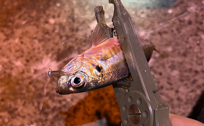 大阪南港フェリーターミナルでのアジングで12cm級「豆アジ」が入れ食い！