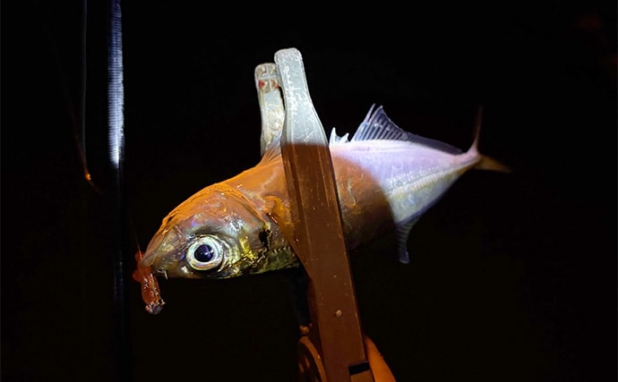 大阪南港フェリーターミナルでのアジングで12cm級「豆アジ」が入れ食い！