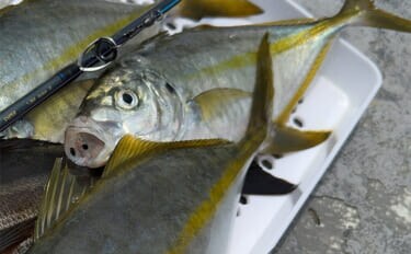 船シマアジ釣りの超難題「口切れ」対策の秘訣　強めのドラグ設定が重要？