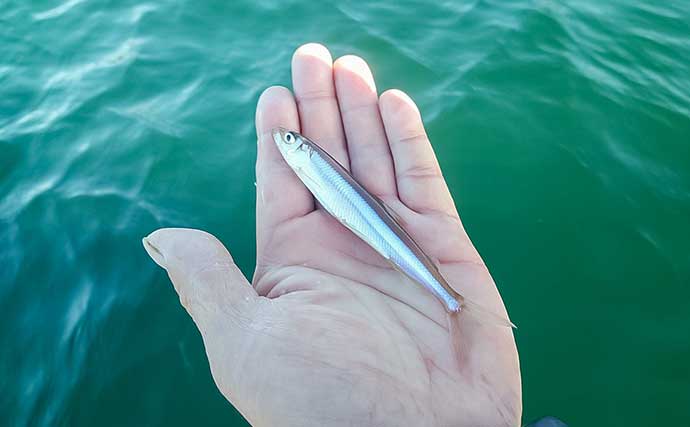 「秋の木崎湖でワカサギ釣りを満喫!」最大11cm頭に573尾キャッチ【長野】