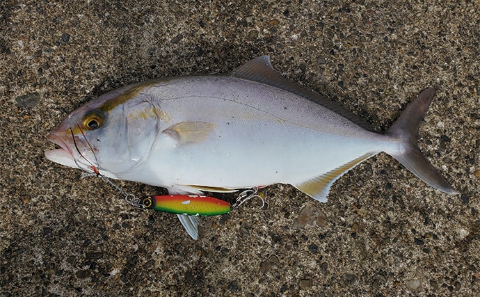 「イワシ回遊増えて大型魚が爆釣?」 新潟在住アングラーが感じるイワシ回遊の変化と釣りとの関係