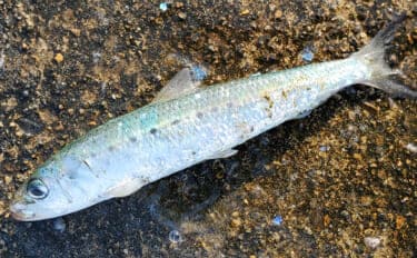 「イワシ回遊増えて大型魚が爆釣？」 新潟在住アングラーが感じるイワシ回遊の変化と釣りとの関係