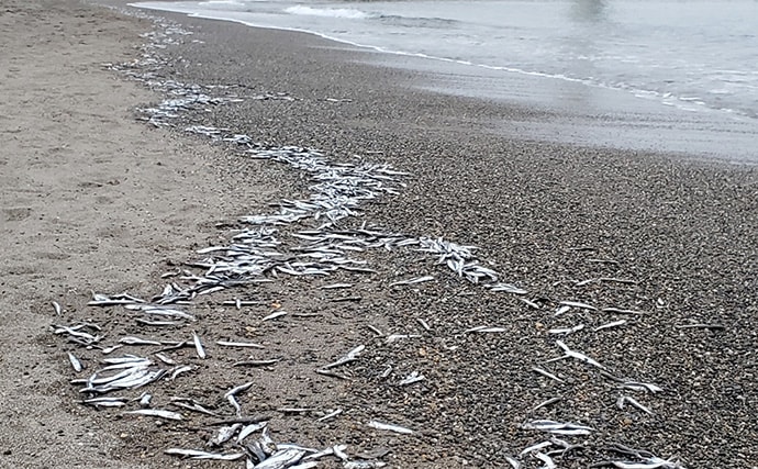 「イワシ回遊増えて大型魚が爆釣?」 新潟在住アングラーが感じるイワシ回遊の変化と釣りとの関係