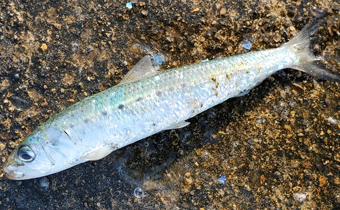 「イワシ回遊増えて大型魚が爆釣?」 新潟在住アングラーが感じるイワシ回遊の変化と釣りとの関係