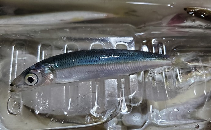 「イワシ回遊増えて大型魚が爆釣?」 新潟在住アングラーが感じるイワシ回遊の変化と釣りとの関係