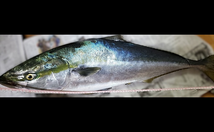 「イワシ回遊増えて大型魚が爆釣?」 新潟在住アングラーが感じるイワシ回遊の変化と釣りとの関係