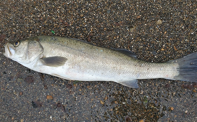 「イワシ回遊増えて大型魚が爆釣?」 新潟在住アングラーが感じるイワシ回遊の変化と釣りとの関係