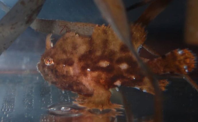 生き物好きが海から徒歩30秒の場所に住んでみたら部屋中が水槽だらけになった