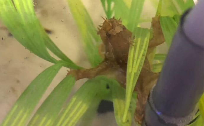 生き物好きが海から徒歩30秒の場所に住んでみたら部屋中が水槽だらけになった