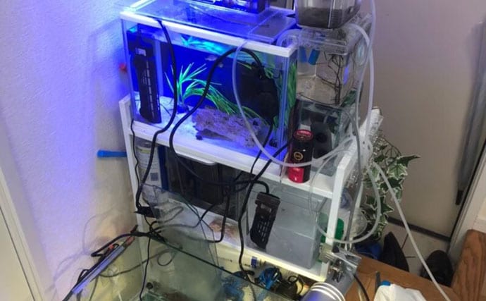 生き物好きが海から徒歩30秒の場所に住んでみたら部屋中が水槽だらけになった