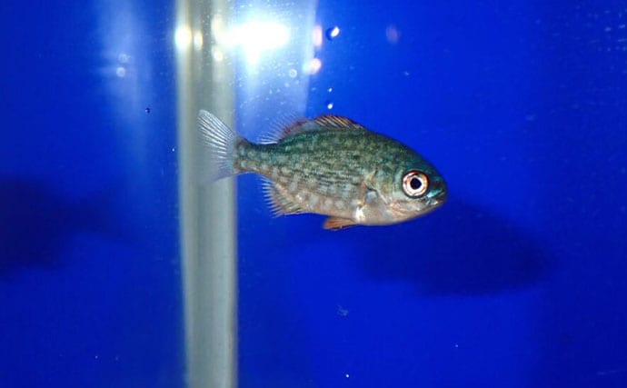 生き物好きが海から徒歩30秒の場所に住んでみたら部屋中が水槽だらけになった