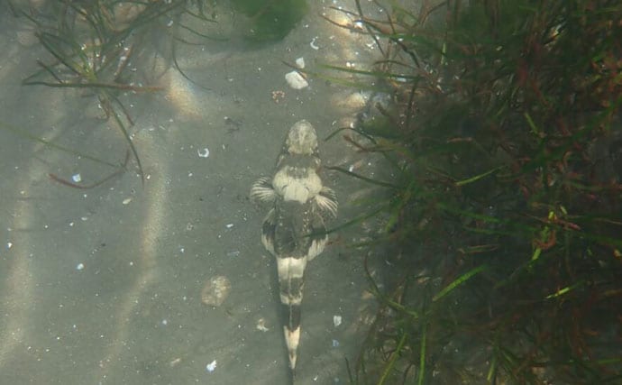 生き物好きが海から徒歩30秒の場所に住んでみたら部屋中が水槽だらけになった
