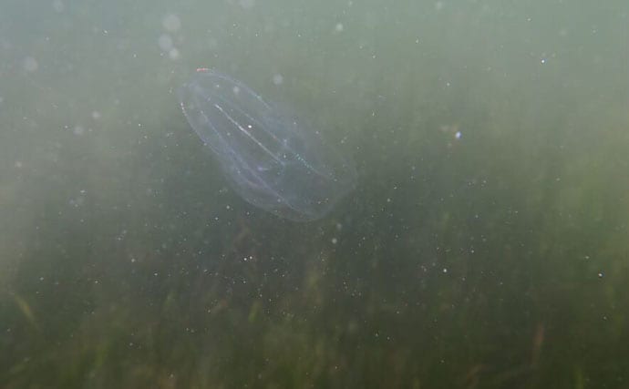 生き物好きが海から徒歩30秒の場所に住んでみたら部屋中が水槽だらけになった