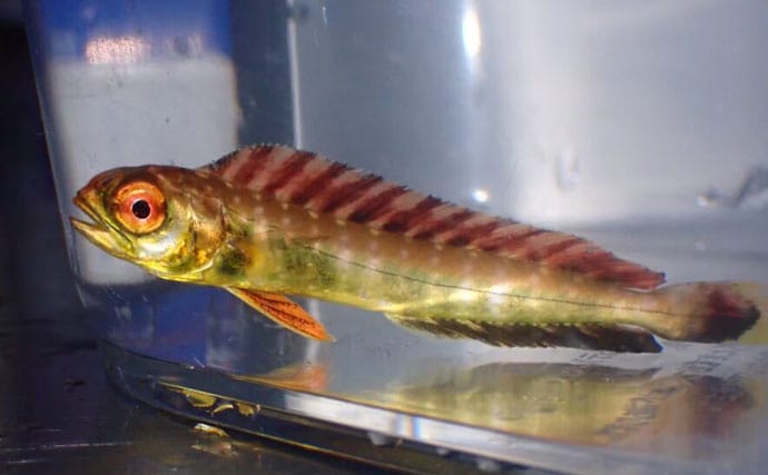 生き物好きが海から徒歩30秒の場所に住んでみたら部屋中が水槽だらけになった