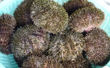 <ウニ>が双子を作る仕組み明らかに! 100年以上の謎とされてきた歴史的発見