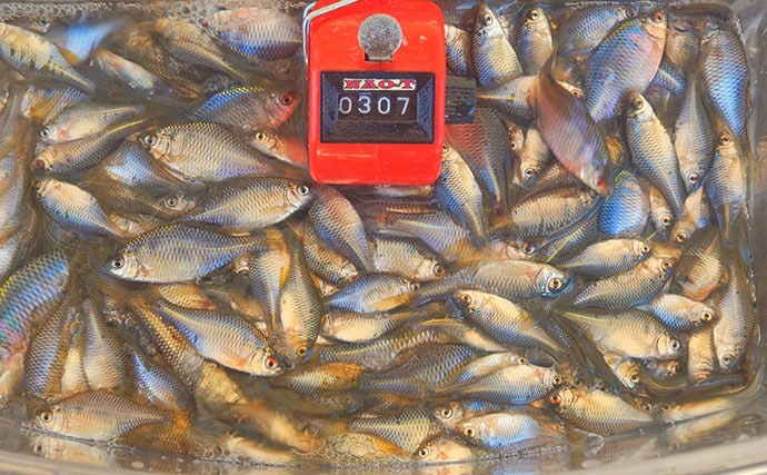 『道満ヘラ鮒釣場』のタナゴ釣りで本命307尾と大釣り！【埼玉】クチボソ混じりで連発