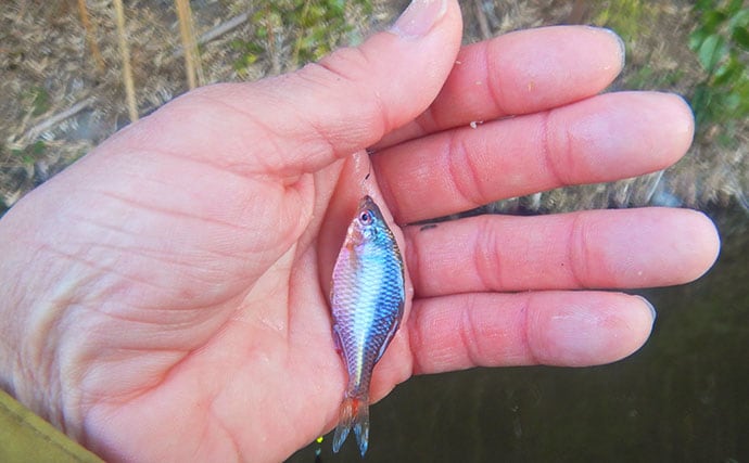 『道満ヘラ鮒釣場』のタナゴ釣りで本命307尾と大釣り！【埼玉】クチボソ混じりで連発