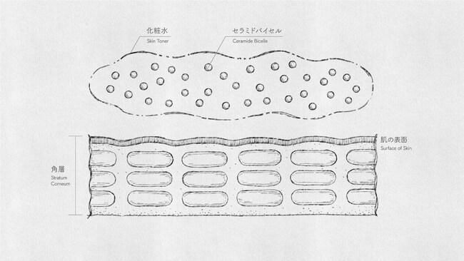 化粧水と肌の表面・角層の図