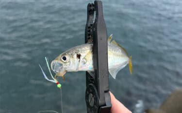 深日港でのライトショアジギングでアジ5尾を手中【大阪】ジグサビキにヒット