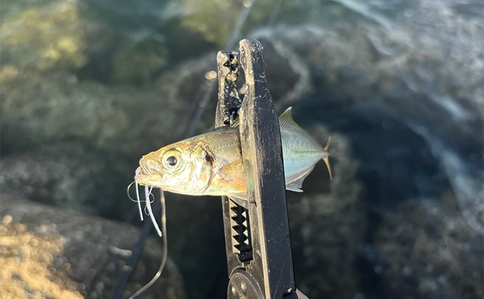 深日港でのライトショアジギングでアジ5尾を手中【大阪】ジグサビキにヒット