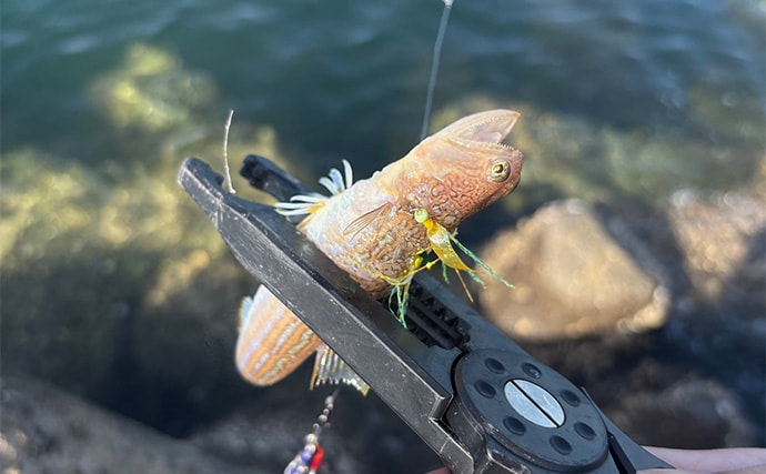 深日港でのライトショアジギングでアジ5尾を手中【大阪】ジグサビキにヒット