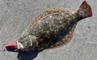 豊橋サーフルアーフィッシングでヒラメ40cm級2匹キャッチ!【愛知】短時間の時合いを攻略