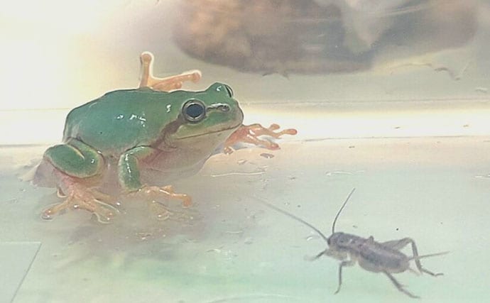 アマガエルを3匹飼育してみた　個体差から気付いた「エサの取り合い問題」