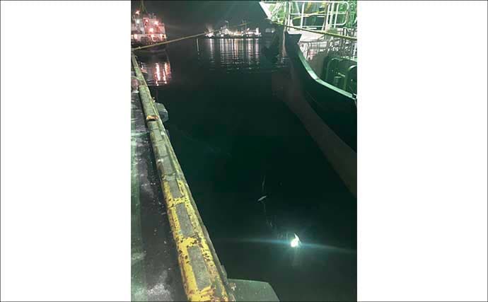 「低活性時はワームが正解！」四日市港のライトゲームでセイゴ＆カサゴを攻略【三重】