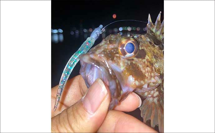 「低活性時はワームが正解！」四日市港のライトゲームでセイゴ＆カサゴを攻略【三重】