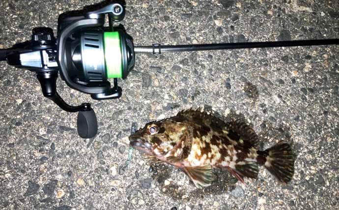 「低活性時はワームが正解！」四日市港のライトゲームでセイゴ＆カサゴを攻略【三重】