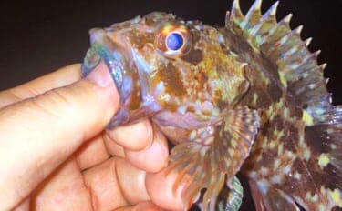 「低活性時はワームが正解!」四日市港のライトゲームでセイゴ&カサゴを攻略【三重】