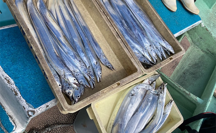 伊良湖水道タチウオ釣りで28本キャッチ【愛知・七福丸】天秤とテンヤどちらも連発!