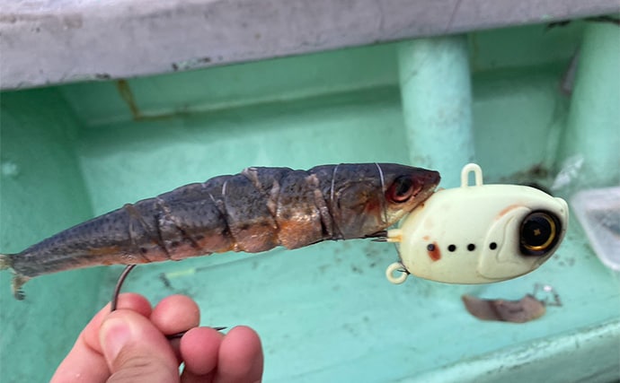 伊良湖水道タチウオ釣りで28本キャッチ【愛知・七福丸】天秤とテンヤどちらも連発!