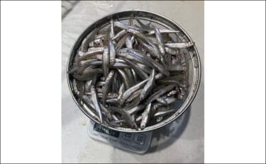 「シーズン序盤から絶好調!」入鹿池でのワカサギ釣りで528匹と豊漁【愛知】