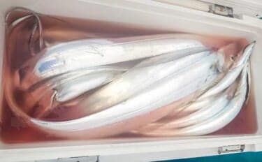 リレー便でタチウオ11匹&良型アジ15匹を手中【静岡・わし丸】台風明けの海で好スタート