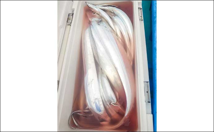 リレー便でタチウオ11匹＆良型アジ15匹を手中【静岡・わし丸】台風明けの海で好スタート