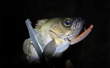 「メバリングのシーズンが開幕!」秋から初冬のメバルの動き方と釣り方を解説