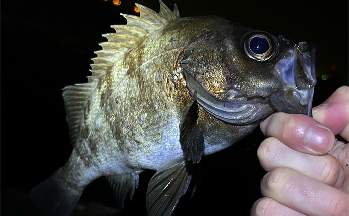 「メバリングのシーズンが開幕！」秋から初冬のメバルの動き方と釣り方を解説