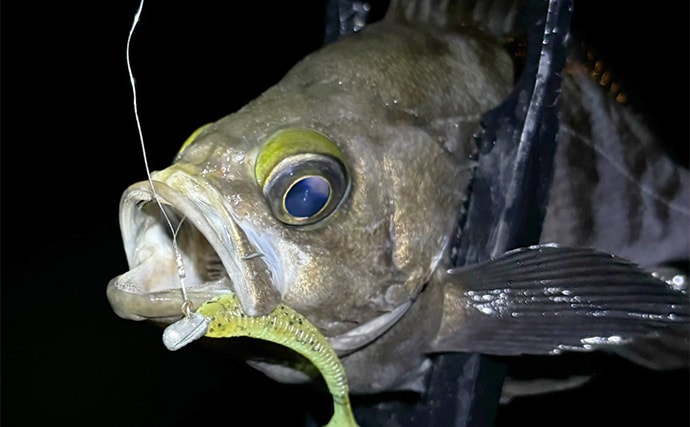 「メバリングのシーズンが開幕！」秋から初冬のメバルの動き方と釣り方を解説