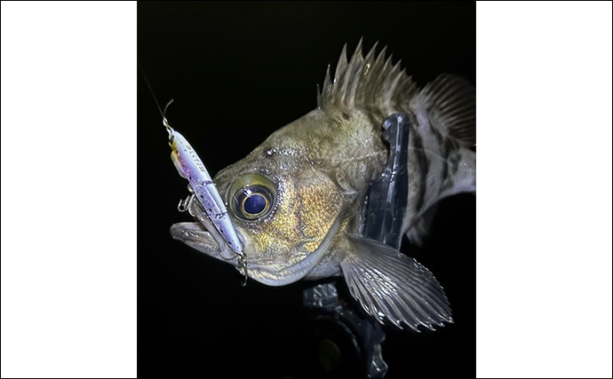 「メバリングのシーズンが開幕！」秋から初冬のメバルの動き方と釣り方を解説