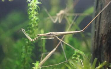 水生昆虫<ミズカマキリ>はまるで忍者? 標的を溶かして食べる水中ハンター