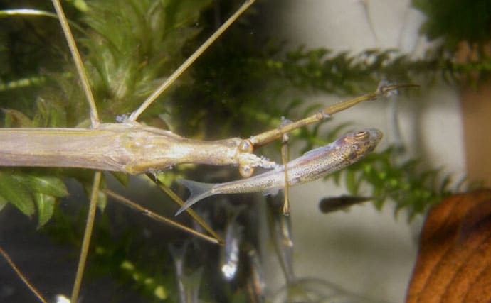 水生昆虫＜ミズカマキリ＞はまるで忍者？　標的を溶かして食べる水中ハンター