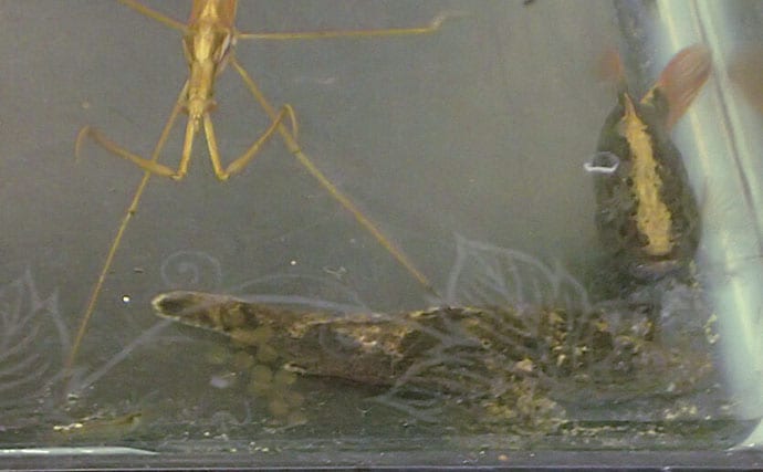 水生昆虫＜ミズカマキリ＞はまるで忍者？　標的を溶かして食べる水中ハンター