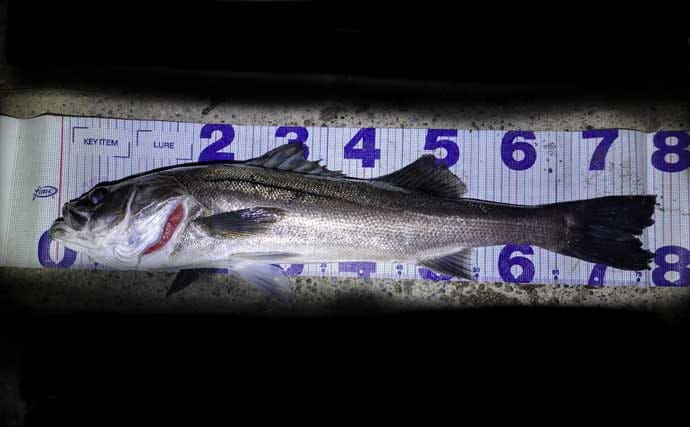 「ラスト1投！」からの5投目で70cm後半の大型シーバスをキャッチ！