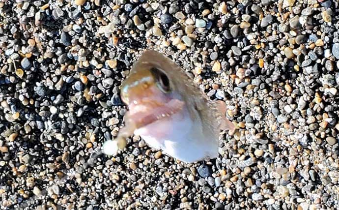 サーフでの投げ釣りで本命キス15匹【新潟・上越】釣れない時は移動が正解?