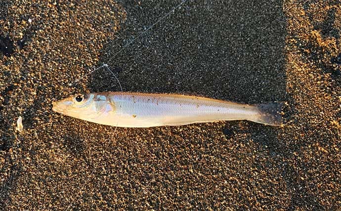 サーフでの投げ釣りで本命キス15匹【新潟・上越】釣れない時は移動が正解?
