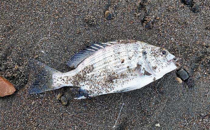 サーフでの投げ釣りで本命キス15匹【新潟・上越】釣れない時は移動が正解?